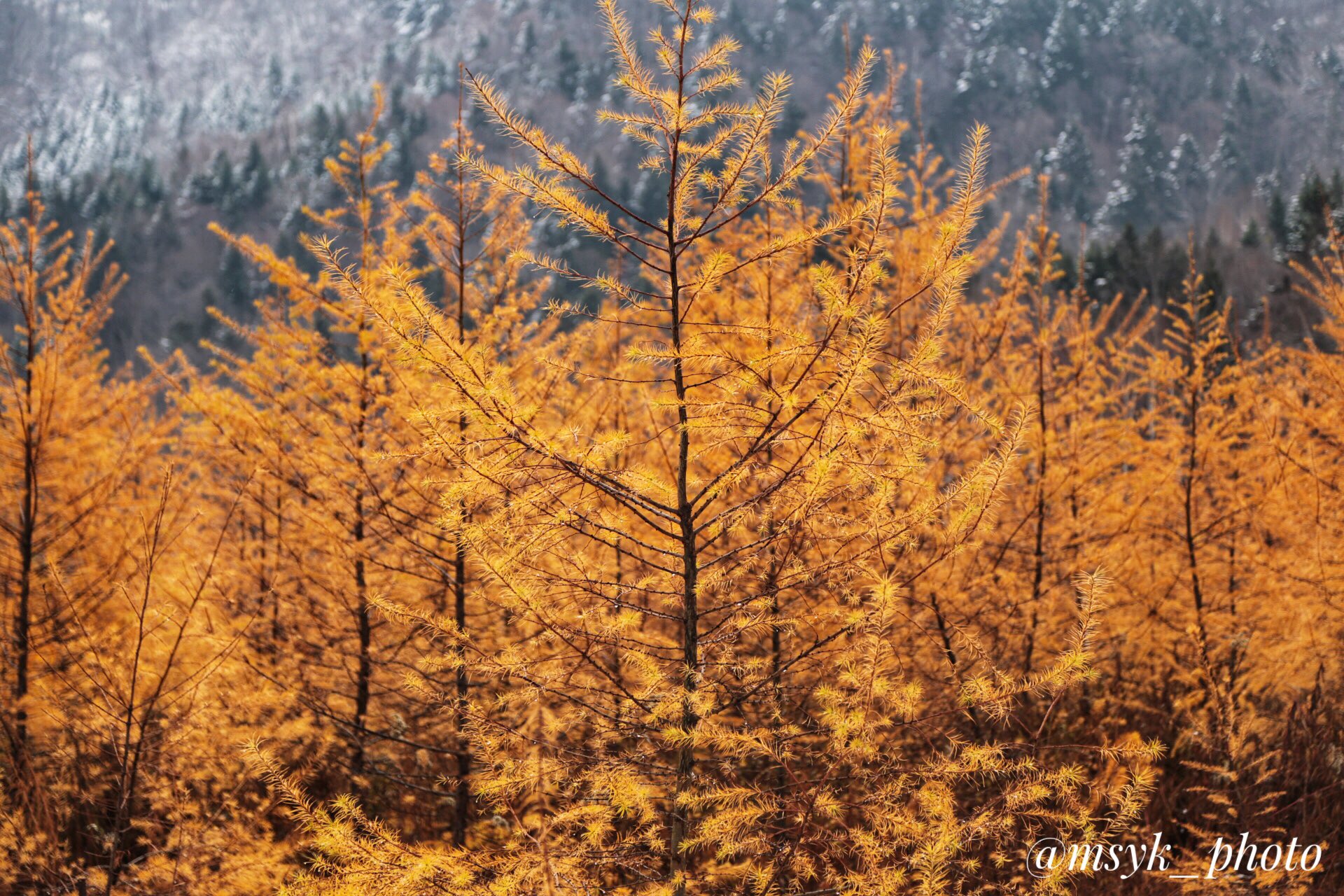 まさ 秋も深まって来ました 北海道 晩秋 紅葉 カラマツ 唐松 落葉松 T Co Sdboic7jbb Twitter