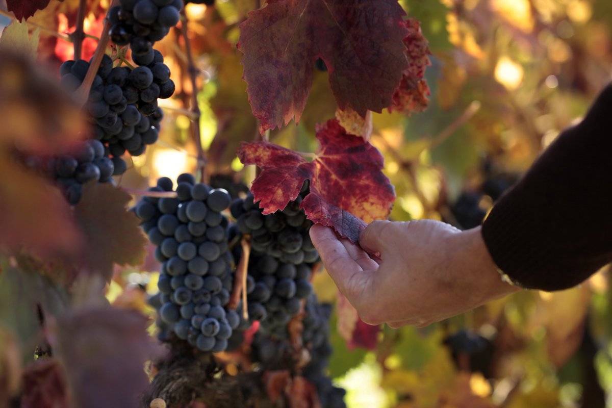 vinostravel's tweet photo. El #enoturismo está de moda en #España https://t.co/FoeqVPijnr @VinosTravel #Bodegas #Divinos #Catas #Gastronomia #Travel #Moda #Rutas https://t.co/8Mgix5oajD