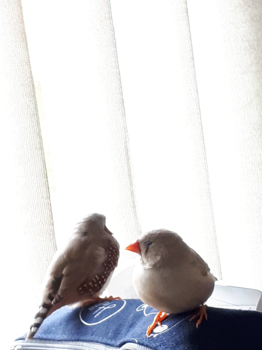 Charlotte Chicken Sleepy Babies Bird Zebrafinch かわいい ペット 鳥 キンカチョウ 眠い Charlotte Chicken Sleepy Babies Bird Zebrafinch かわいい ペット 鳥 キンカチョウ 眠い