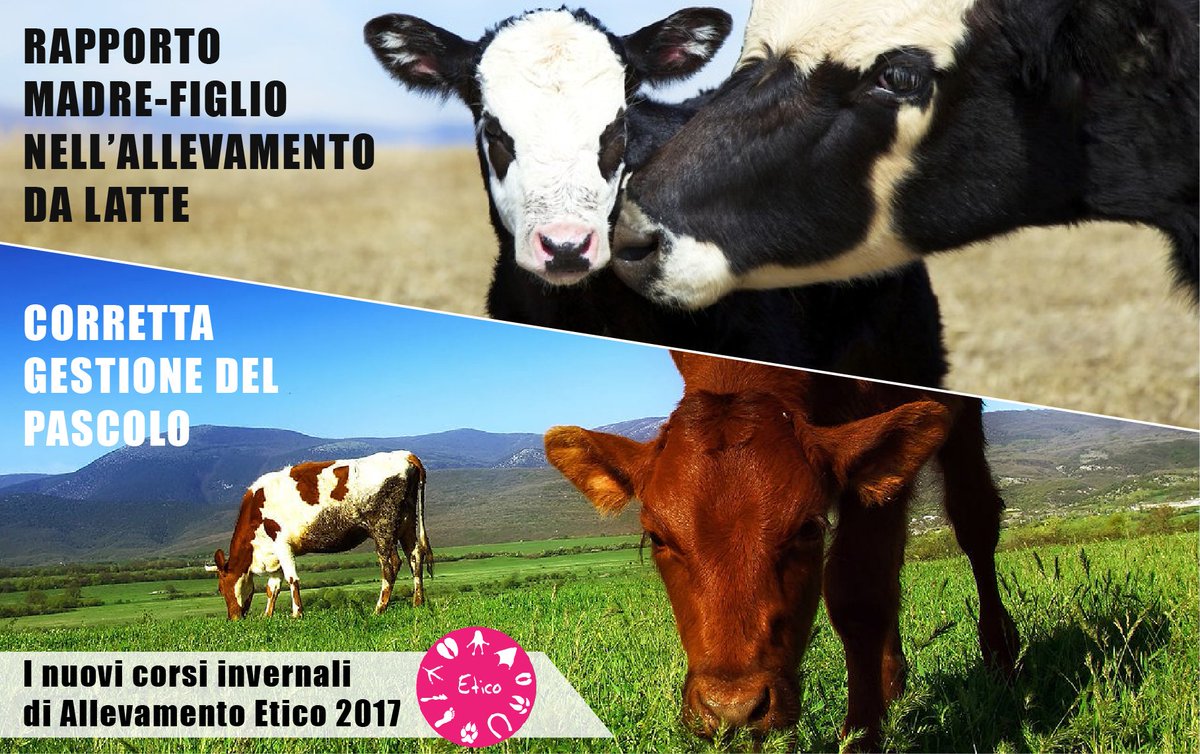 alleva_etico's tweet photo. Nuovi corsi e incontri di Allevamento Etico per l'inverno 2017, qui tutte le info:
https://t.co/2d3WP5yMgX https://t.co/jCY4tnL30L