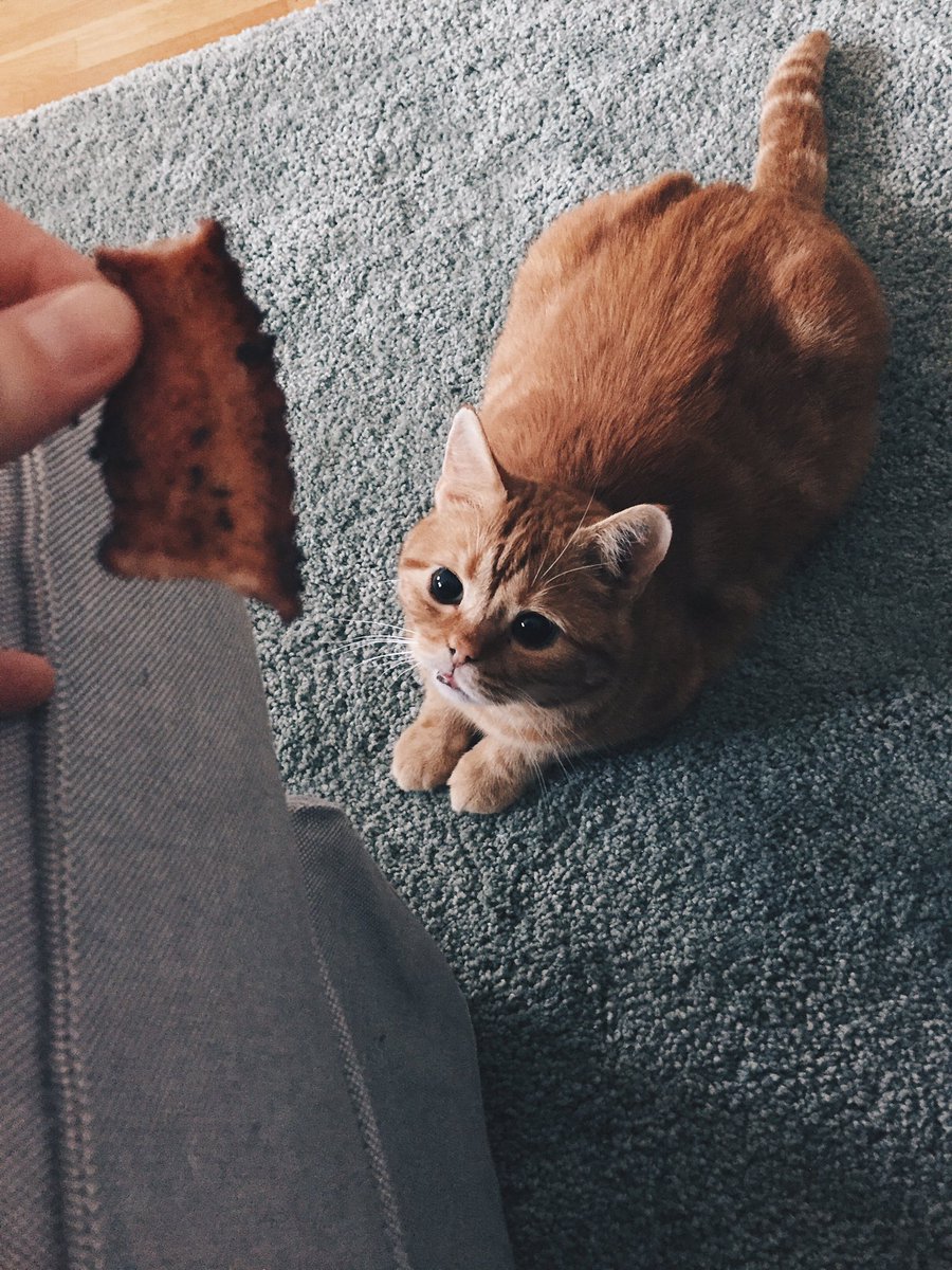 Skaffa någon som tittar på dig som min katt tittar på bacon.