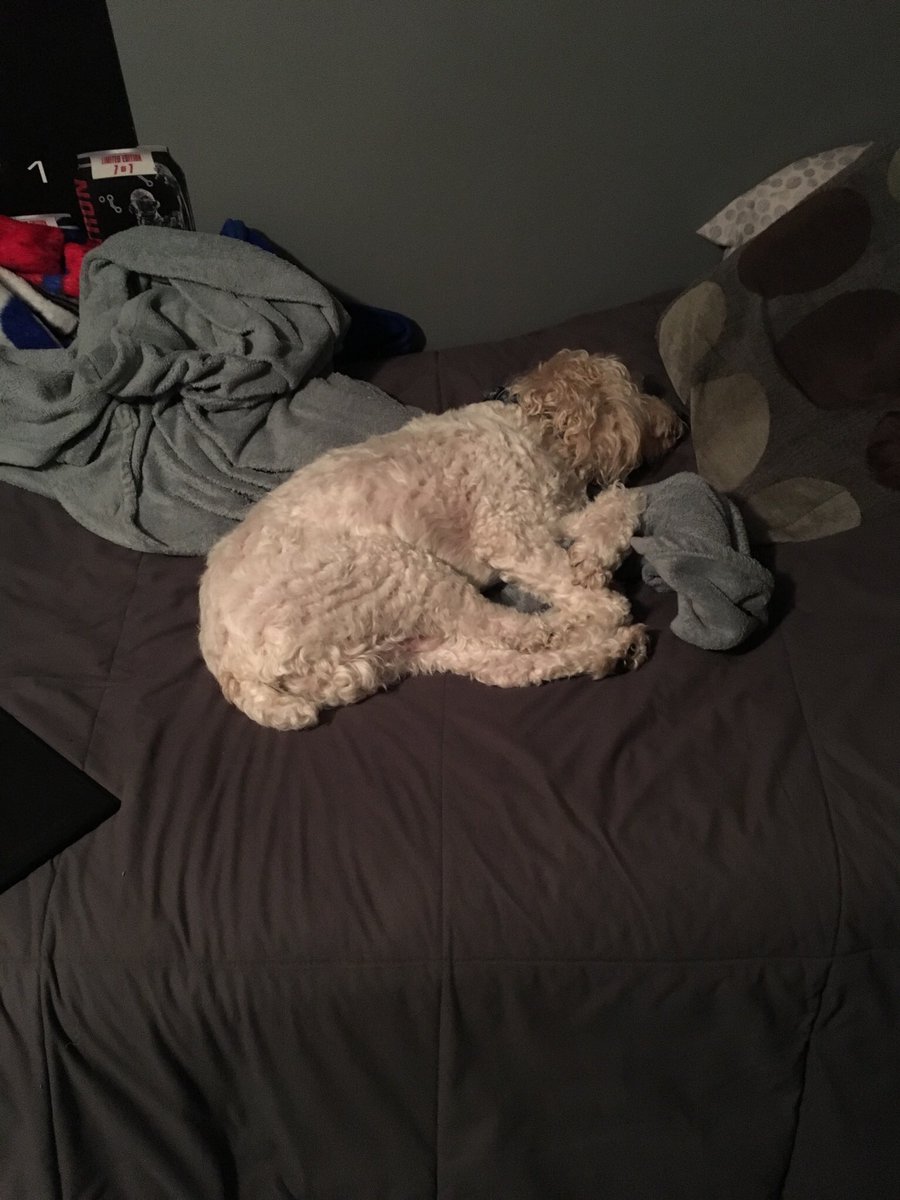watupmydudez's tweet photo. When the doggo takes over your bed https://t.co/GncM6EkMTy