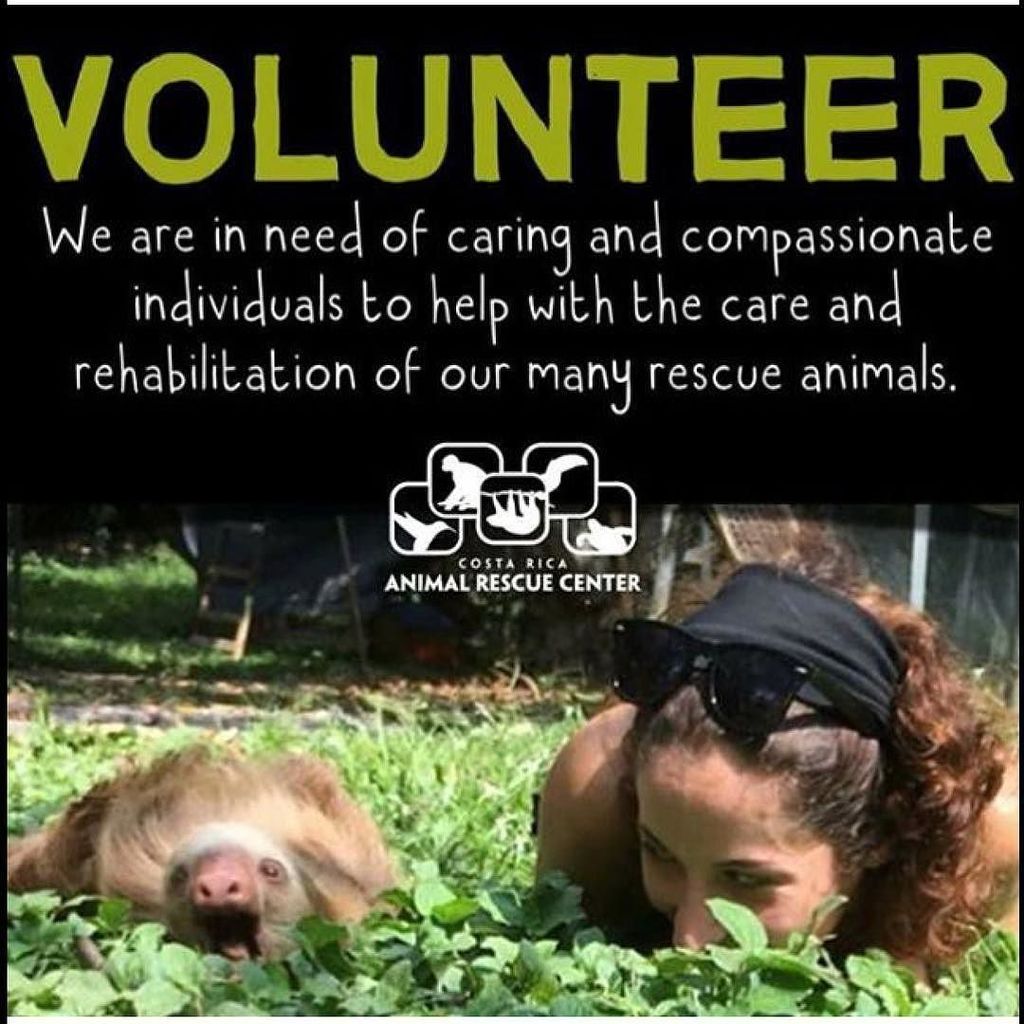 instasloths's tweet photo. @cranimalrescuecenter do brilliant work rehabilitating sloths as well as many other animals! Sloths are an endange… https://t.co/tgcgHLo4Tp https://t.co/YO4JmNDpt9