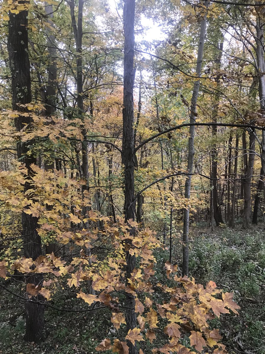 ShanksWes's tweet photo. Yellow leaves for days! At least a few more days. #deerhunting #tennesseefall https://t.co/9Oz4gX71HU