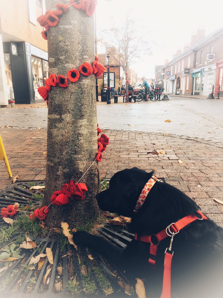 DoggyBonar004's tweet photo. Me in my #poppy collar checking out the #knitted #poppies in #Godalming #LestWeForget https://t.co/IKfejapU1i