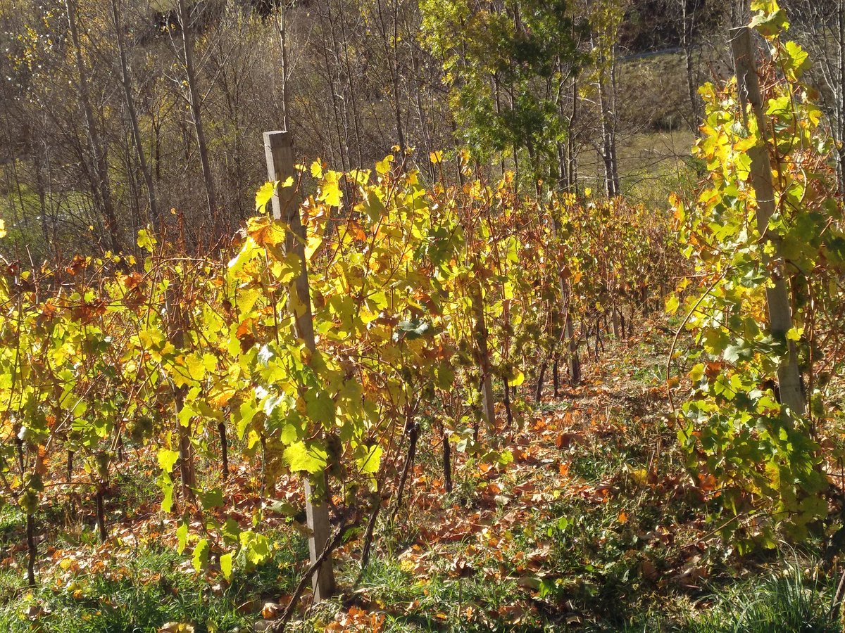 CostersMonteixo's tweet photo. Ànims Riesling d'Àreu, aguanta la fresqueta una setmana mes a la vinya. Gràcies per l'aroma i la complexitat que ens regales aquest any! https://t.co/w1Kpy4necK