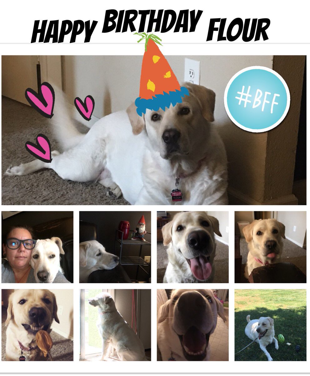 makeshiftadult's tweet photo. #RT and wish @dognamedflour a #HappyBirthday 🎂
She turns 3 today and is the best #doggo a mom could ask for. https://t.co/inlPx1ScQ4