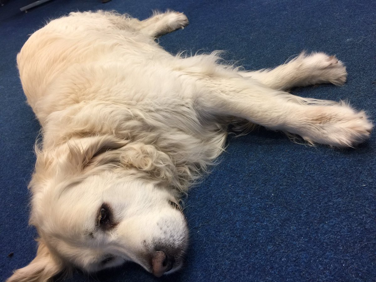 BIGsiley's tweet photo. The cutest dog chilling in ventnor, literally in the same position since I saw him last week โค๏ธ #harvey #chaboy https://t.co/CM1PS1gWjC