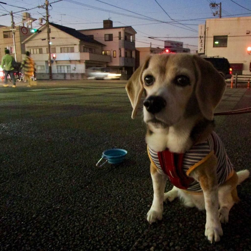 beagle_peach's tweet photo. 休憩中 #ピーチ #ビーグル #ビーグル犬 #peach #beagle #beagles #dog #dogs #beaglesofinstagram #beaglestagram #beaglelife #beagleman… https://t.co/4bAp2m4YiH https://t.co/AVVnzMY7rV