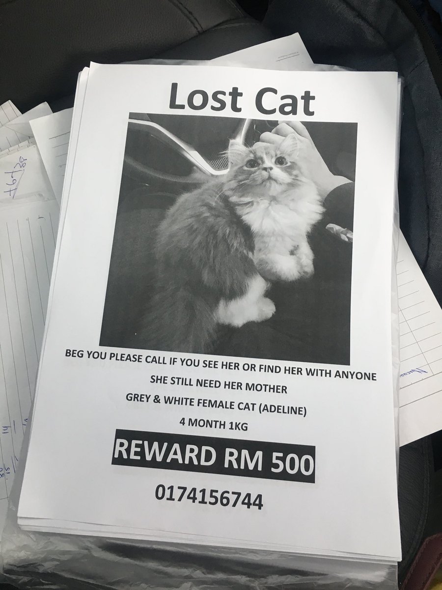 naimdarson's tweet photo. Missing KITTEN,
setiawangsa area.
if found, please do not hesitate to call us.
@twt_kucingmanja @twtkucingbetina @bujibu_chempel https://t.co/p5OJ93gO7C