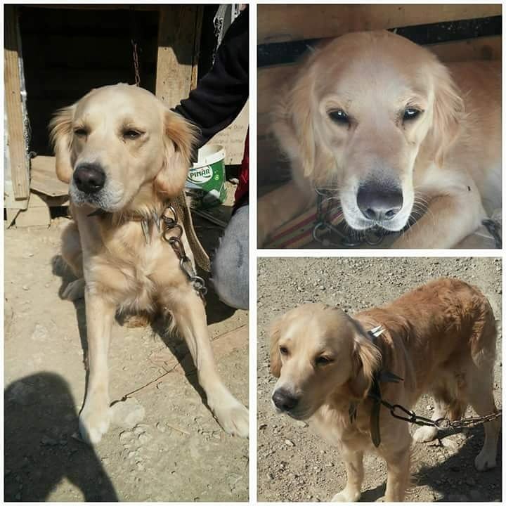 PAŞA OĞLUMUZA KÖTÜ GUNLERI UNUTTURACAK YÜZÜNÜ HEP GÜLDÜRECEK AILESINI ARIYORUZ. 
ANKARA
ILETISIM : 541 684 47 38