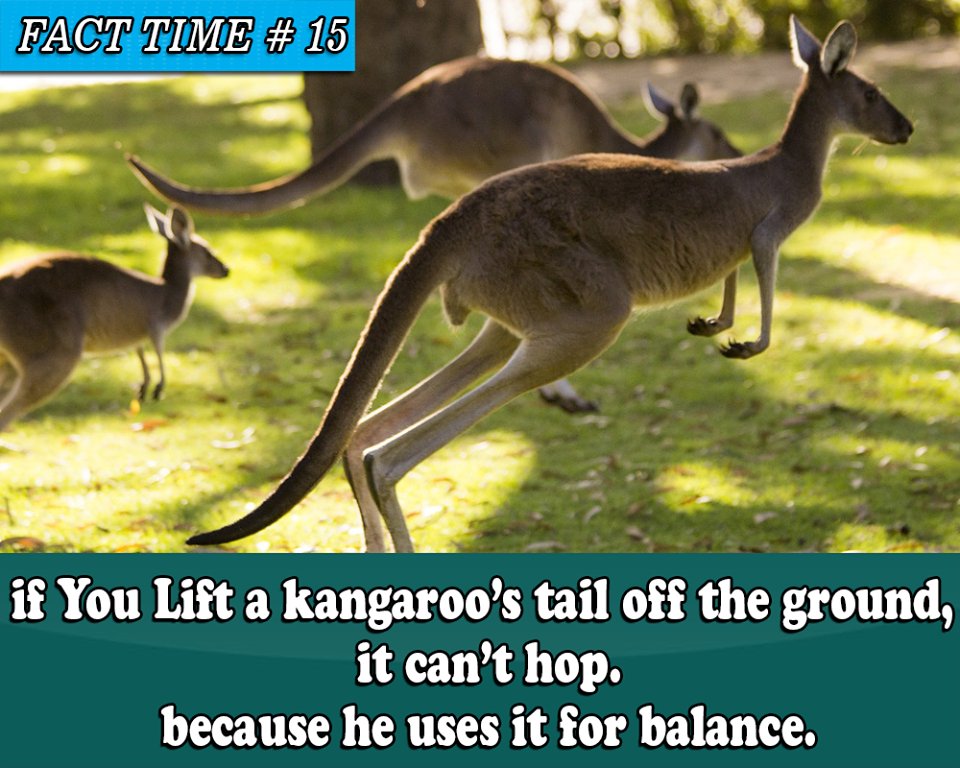 TimePasss10's tweet photo. it like if you want to see more facts related to kangaroo or any other animal
#kangaroo #animalfacts #facts #tail #wierdfact https://t.co/YvaRTlFDEa
