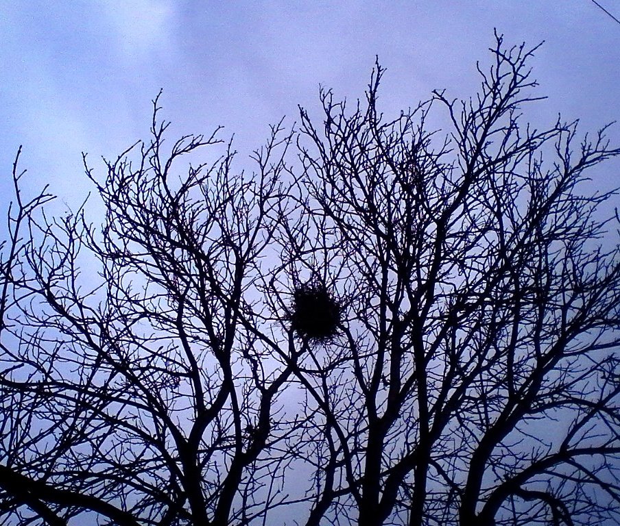 krivoluchie's tweet image. Настоящее ноябрьское утро ♥ #ДомНаДереве :D