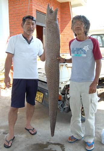 広姫 ドクウツボを抜いてウツボの最大はこんなものか ってことはドクウツボではなくシンプルなウツボで2mは記録になるのね T Co Thytqilmeb Twitter 広姫 ドクウツボを抜いてウツボの最大はこんなものか ってことはドクウツボではなくシンプルなウツボで2mは記録になるのね T Co Thytqilmeb Twitter