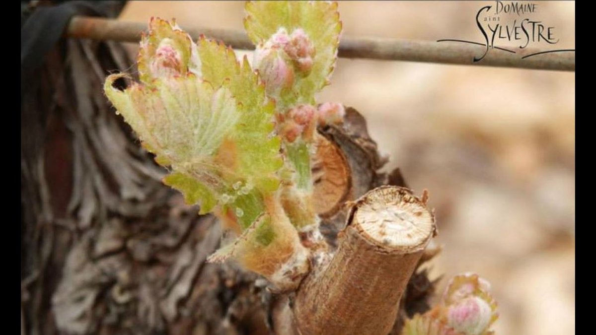 Un trésor nommé Saint-Sylvestre! Par Sophie &amp; Vincent Guizard
En vente sur demainlesvins.com