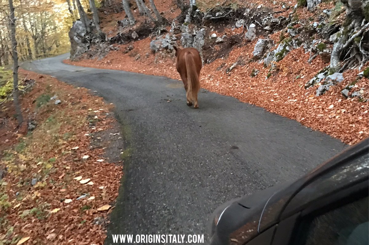 "Traffic" in Parco Nazionale del #Pollino, #Italy last week! originsitaly.com #genealogy #basilicata #traffic