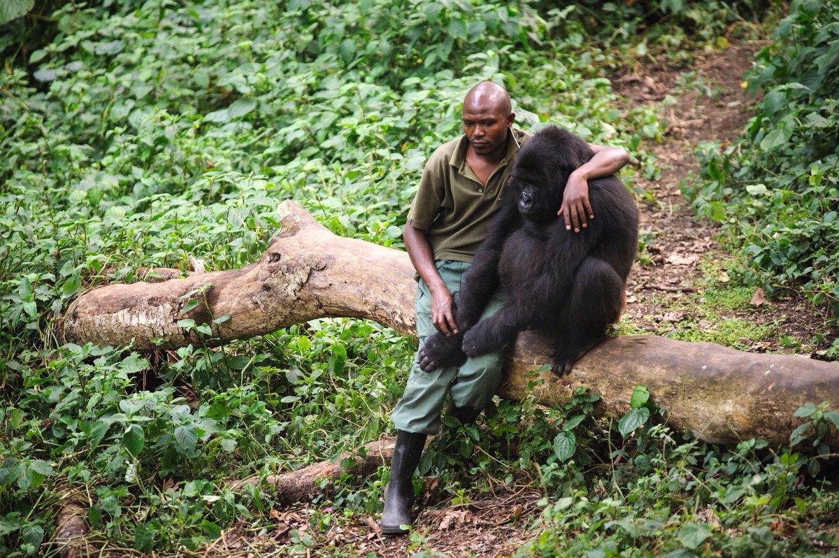 BZarandona's tweet photo. Un cuidador del parque Virunga del Congo se sienta junto a un gorila que acaba de perder a su madre a manos de los furtivos. https://t.co/YrUhTDwrSR