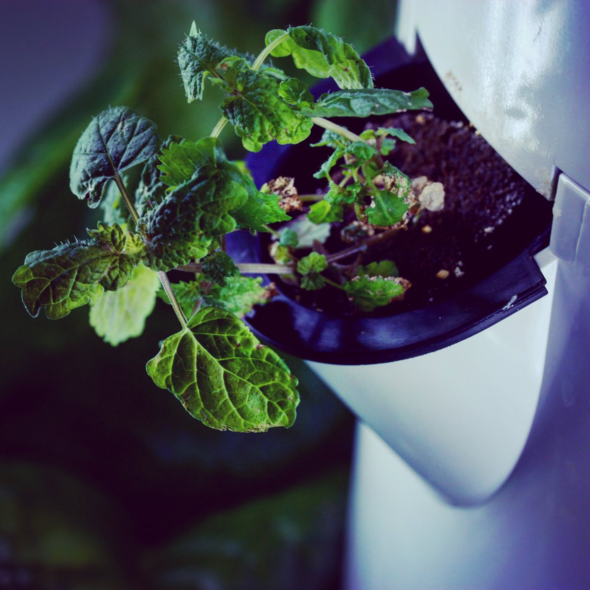 🌿No caption needed🍀 The future is coming with <a href="/TowerGarden/">Tower Garden</a> 🍃#VerticalFarming #urbanfarming #verticalfarmingitalia