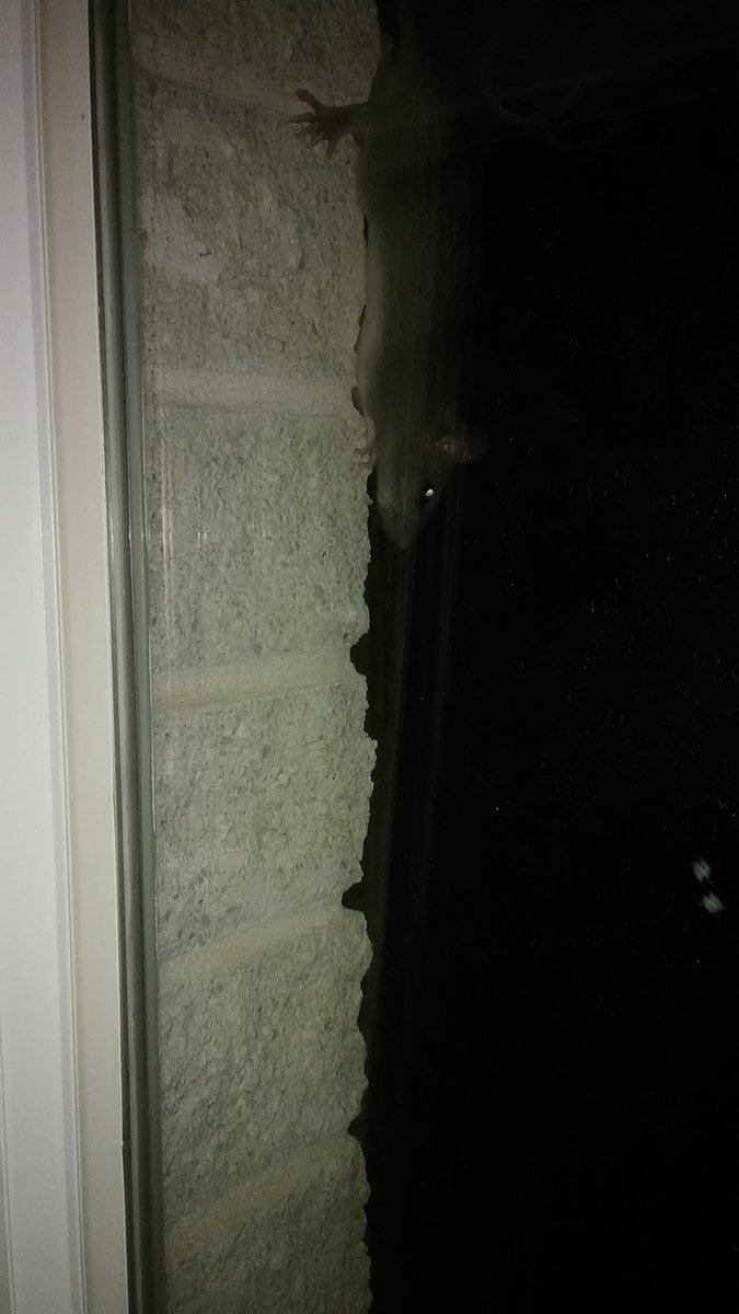 SlushySlurper's tweet photo. My cat stepped on my face. It's 5:45 am....but he's trying to save me from a rat outside my room. #MyHero #Cats #Hunter https://t.co/KnqbaEQSXg