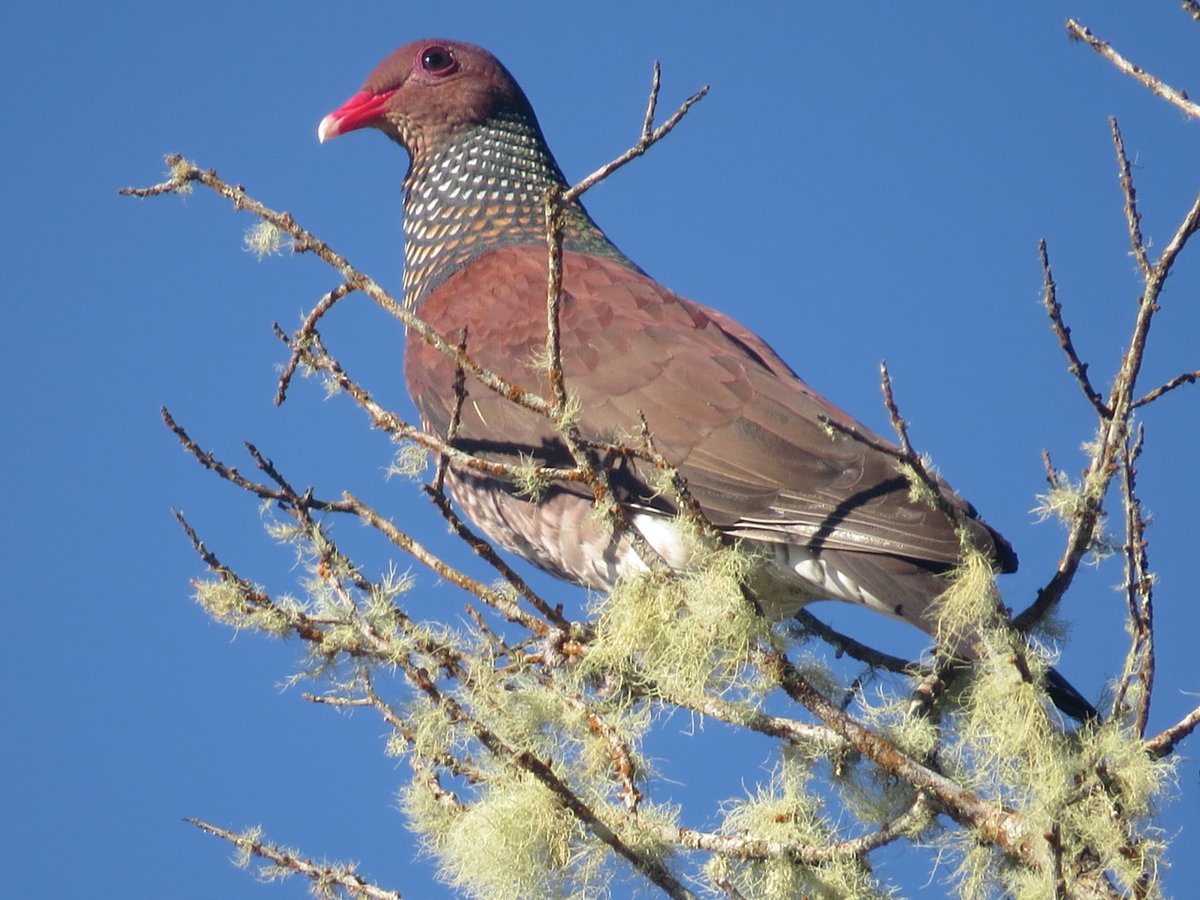 I am doing a talk today at 6:00 pm at Rhossili Church Hall ,about some of the Birds and Animals in COSTA RICA. All welcome with free entry.