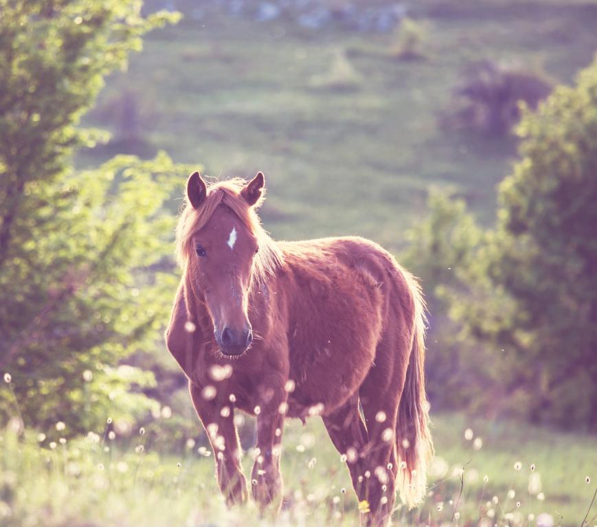 floatsales's tweet photo. Does it sometimes seem like your horse is having a bad day? Here are the possible reasons behind equine mood swings. https://t.co/7Um8vLpjJG https://t.co/2eULLgLJVT