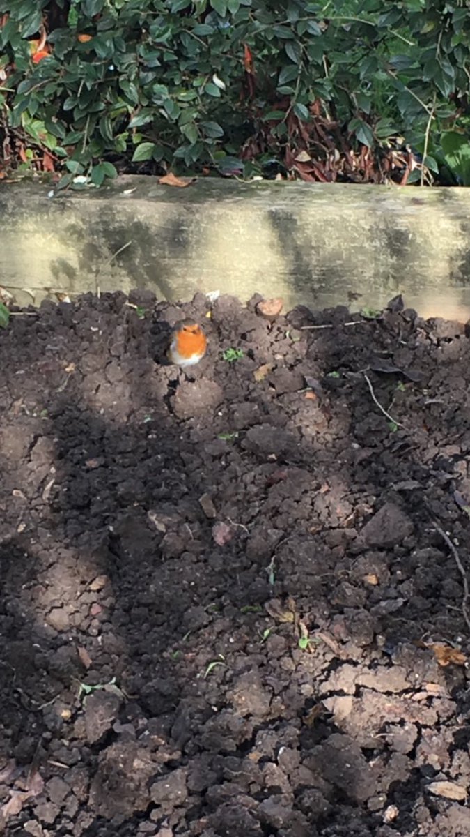 vickilonglegs's tweet photo. Someone's happy I'm doing some digging #robin #bigworms https://t.co/peubQPK3kb