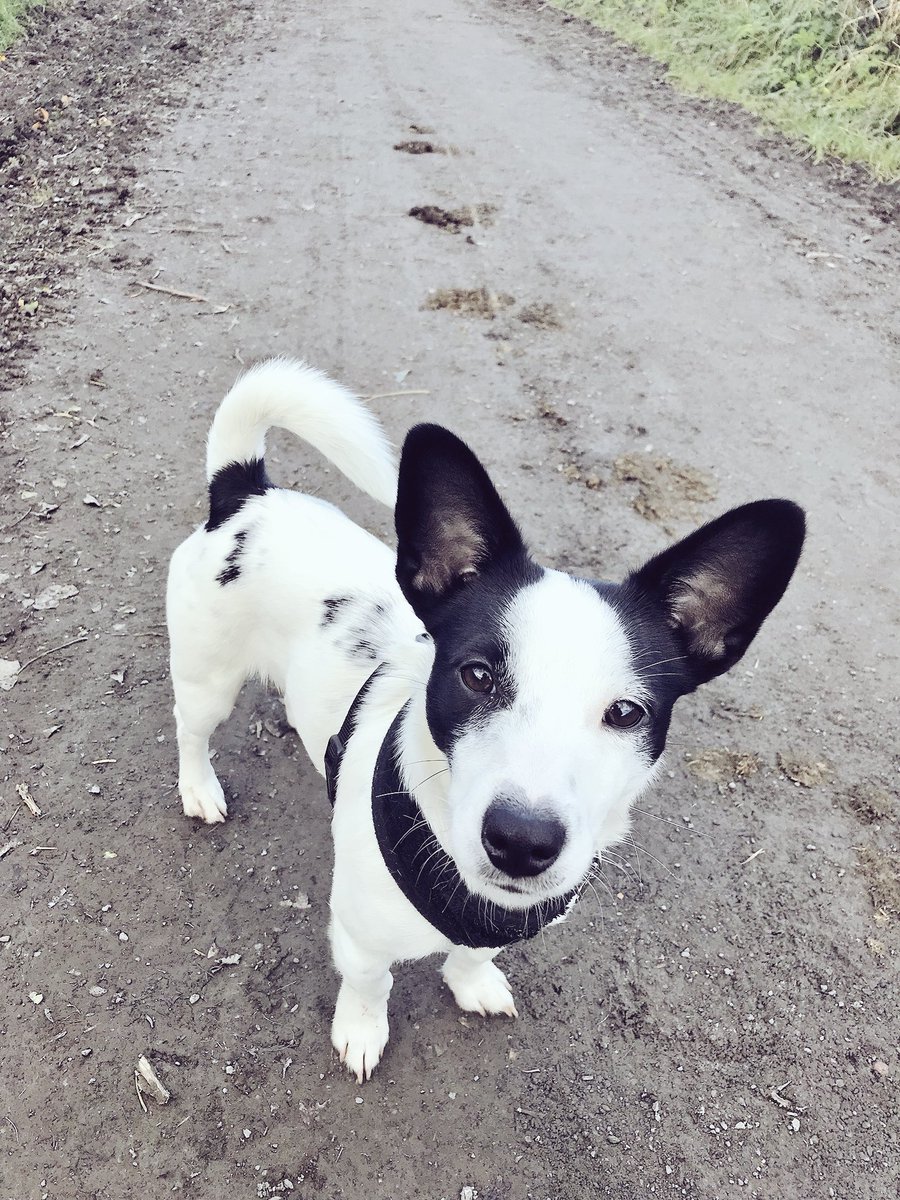 My little Wilbur ❤️