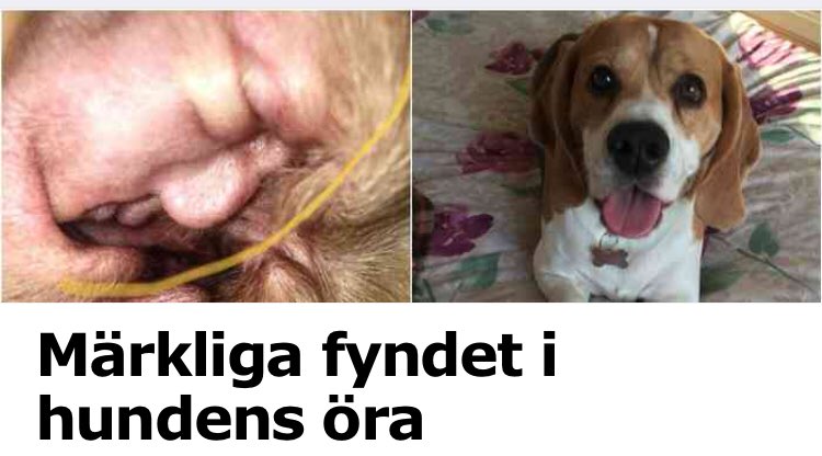 Fotbollsdamp tweet media