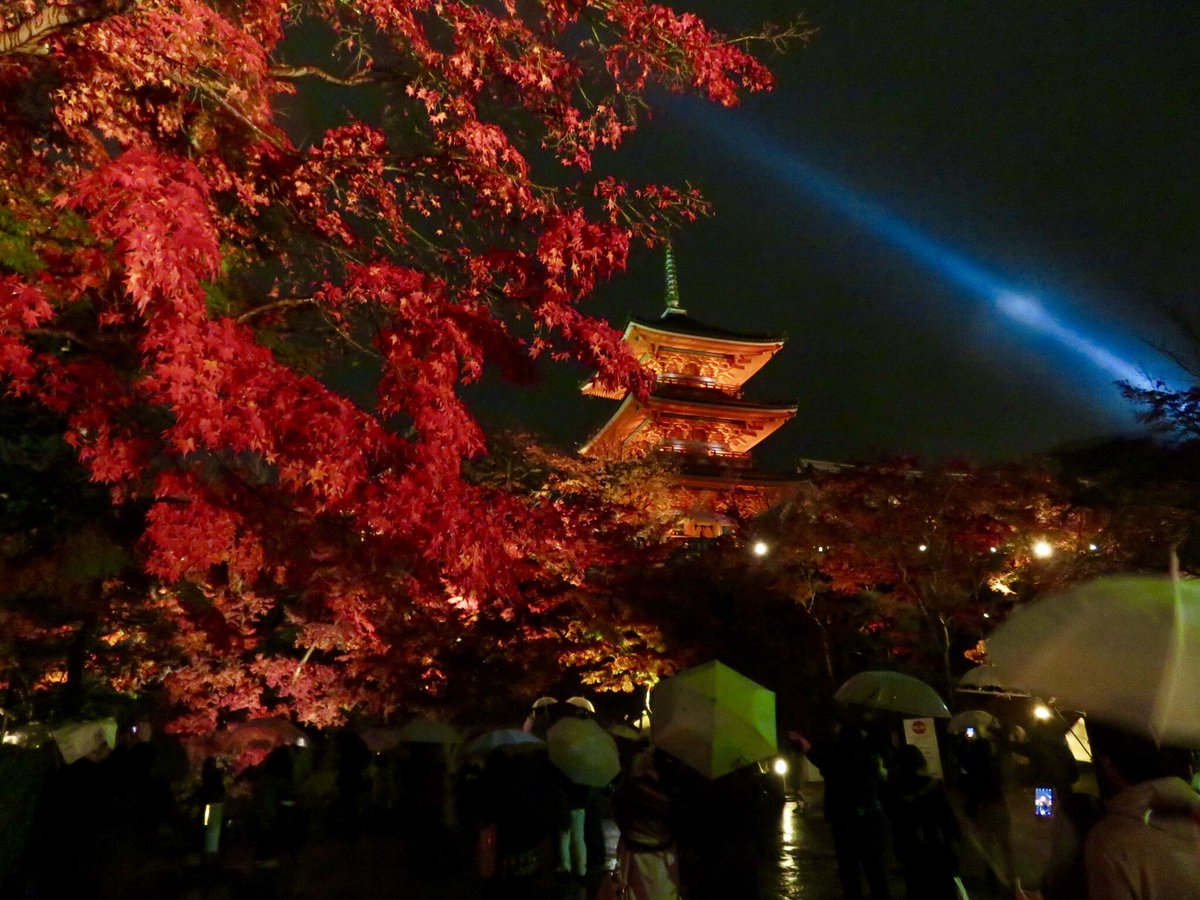 MARIfromJP4's tweet photo. #Kyoto is famous for beautiful #autumnleaves . Yes! Let's go to Kyoto♪#beautifulkyoto #kiyomizutemple #tofukuji #eikando #kodaiji #단풍 https://t.co/AZRI99M3kQ