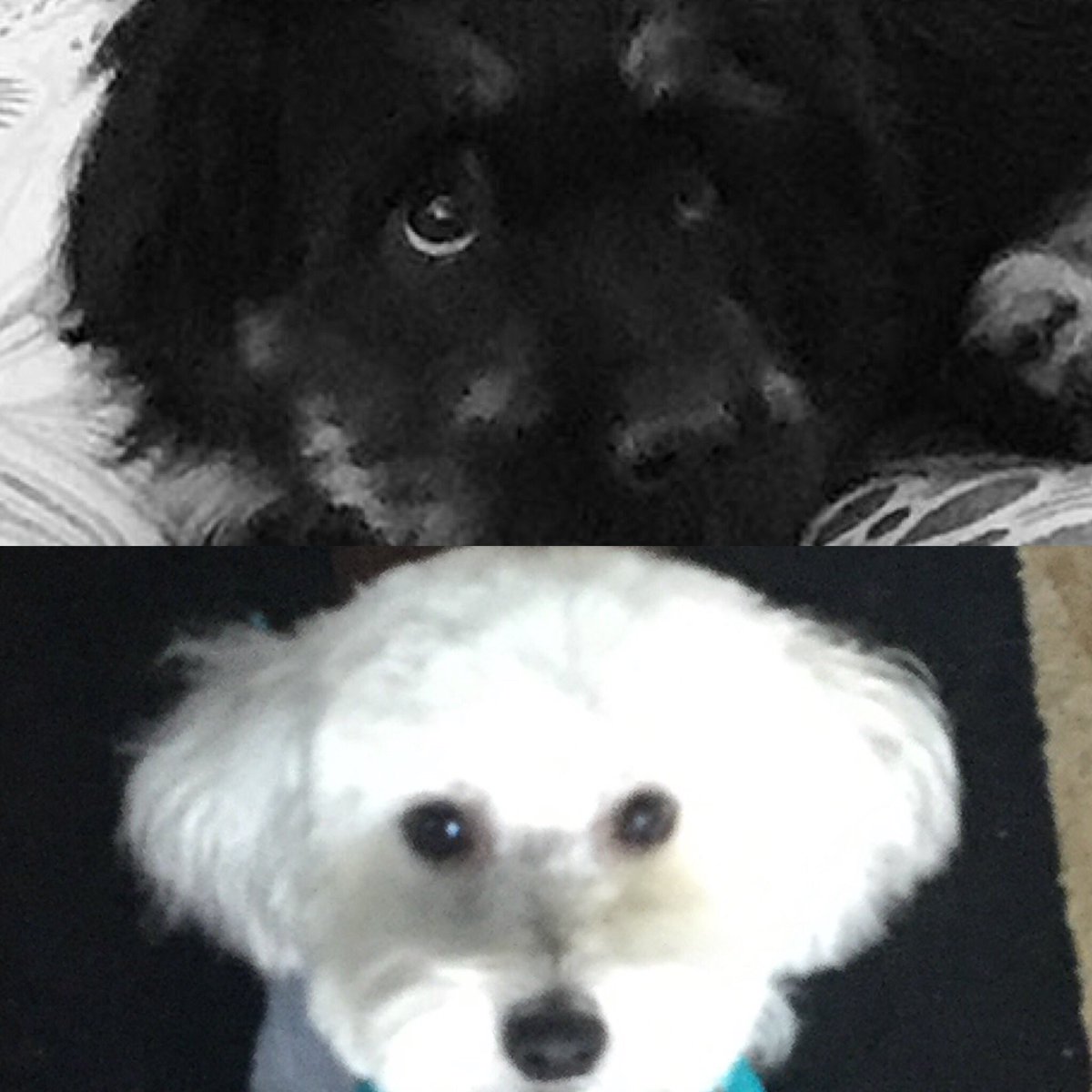 Peyton Murray tweet media