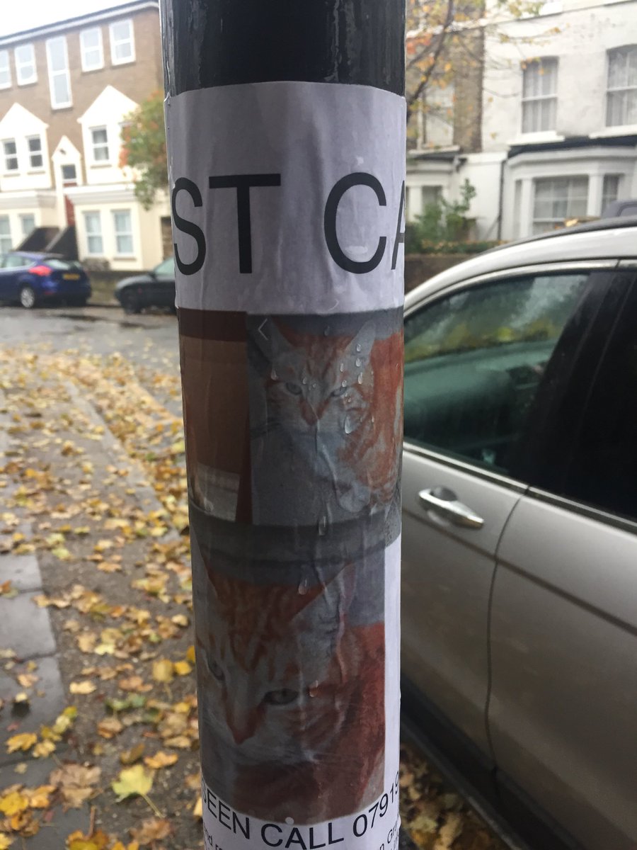 When a lost cat ad accidentally looks like a new record release...