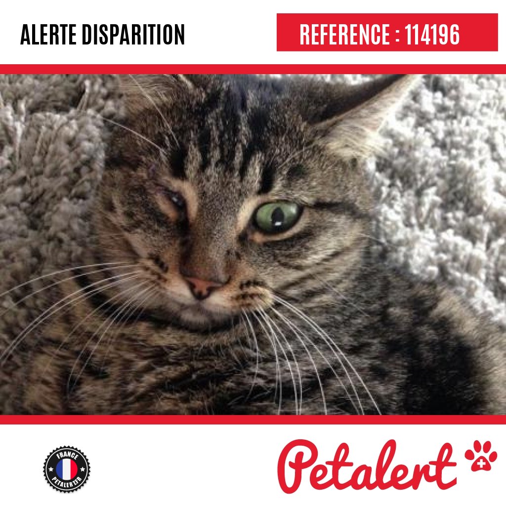 petalert_france's tweet photo. Disparu #Chat #Yonne #Quenne #Petalert #Pet #Alert / https://t.co/dXyZKKM65V https://t.co/XoWLoUDjbN