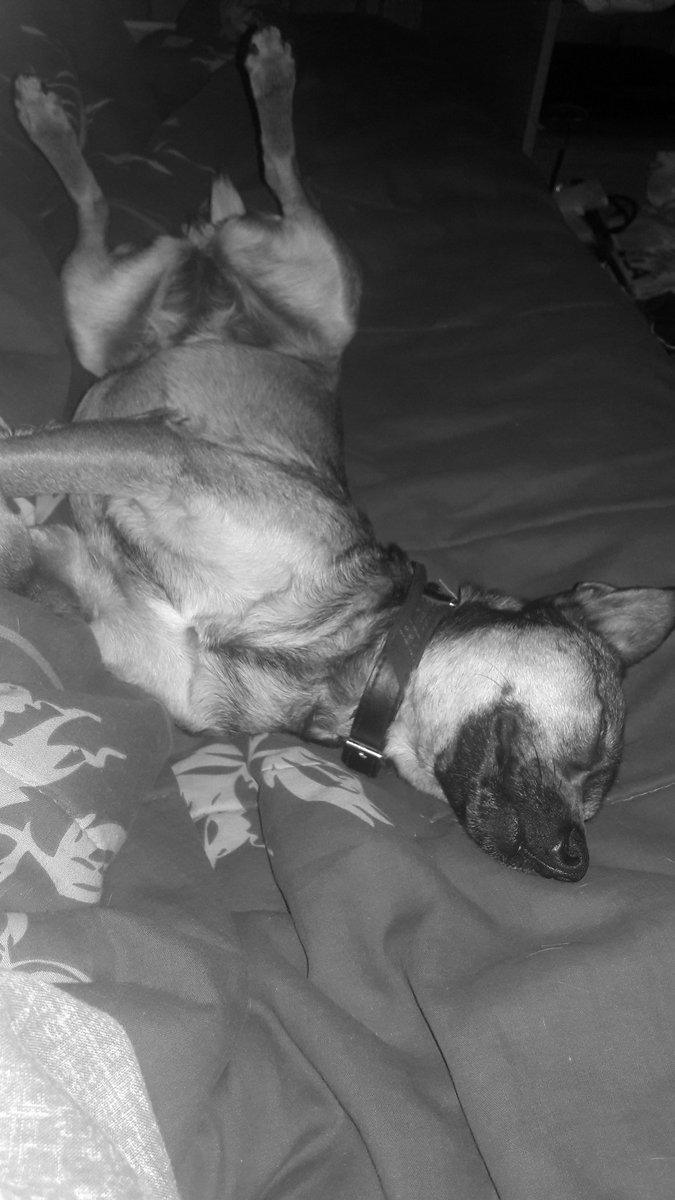 Bullprik tweet picture