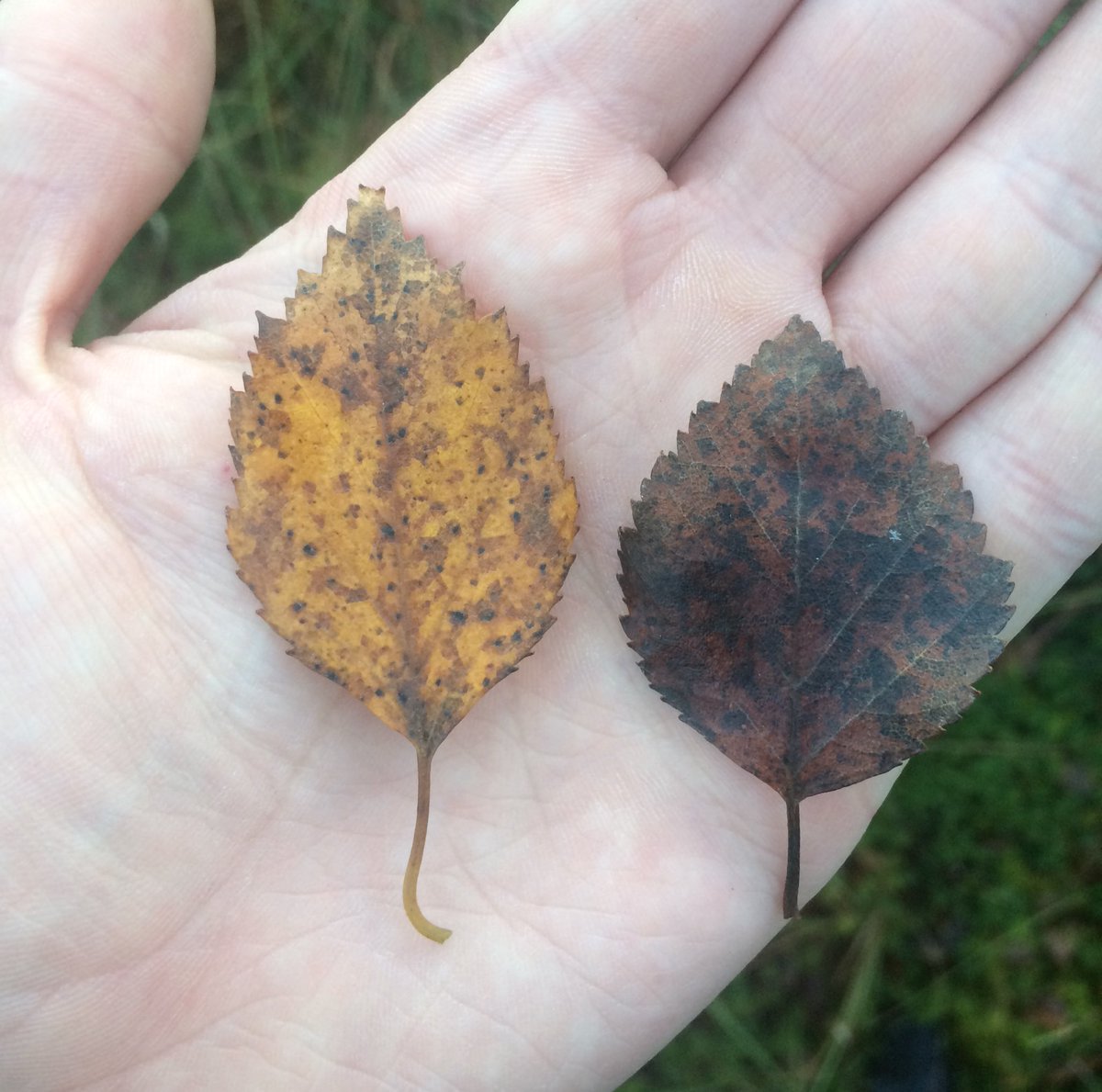 PinkfootedGus's tweet image. Nice autumn leaf comparison from yesterday: Silver Birch from drier acid soils with pine &amp;amp; Downy Birch from wet woodland with willow.