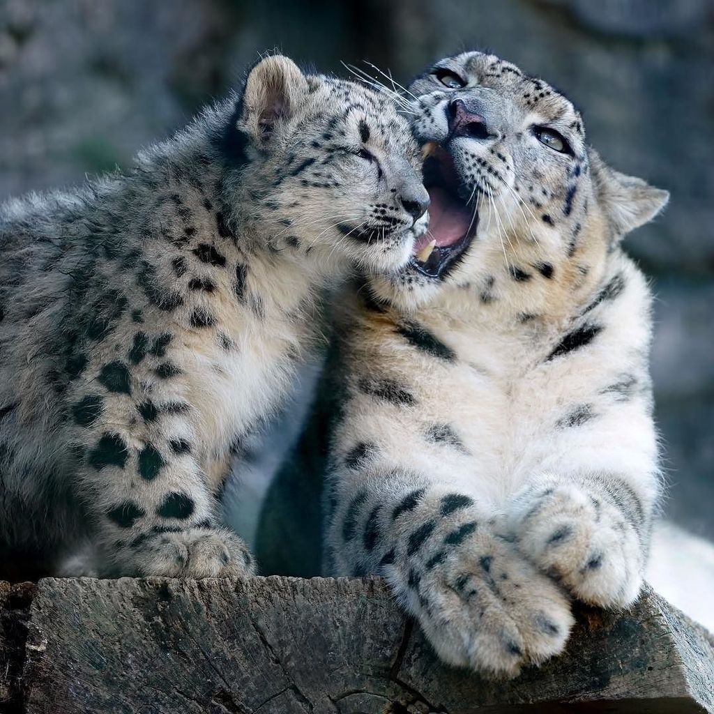 多摩動物公園のユキヒョウ親子。食べちゃいたいくらい可愛いとは、この