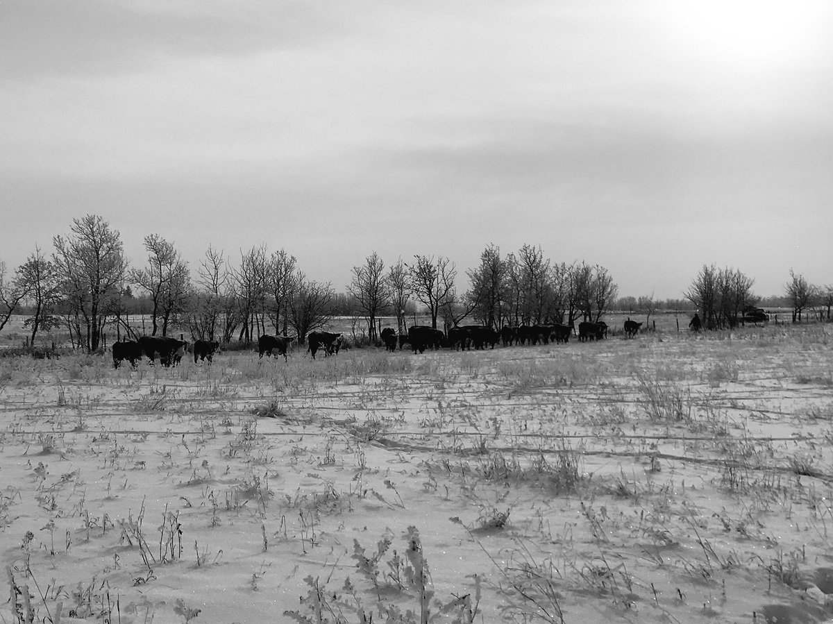 MelLeischner's tweet photo. Brisk morning to bring the girls home #minus23 #Hereford #albertabeef https://t.co/ifcF3oapeQ