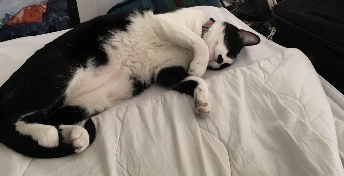 screamau's tweet photo. Te voy a extrañar mucho. Qué triste que pude estar contigo tan poco tiempo. Siempre recordaremos al gatito más mamón, tragón, y lindo. Dalí https://t.co/YirIt3DNAd