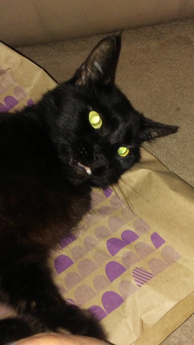 kitawny24's tweet image. #Evilplot is what me do best. I'm awake all night, cauzin havoc. Keeps the staff on their toes. Well, they have to earnz their keepz right?