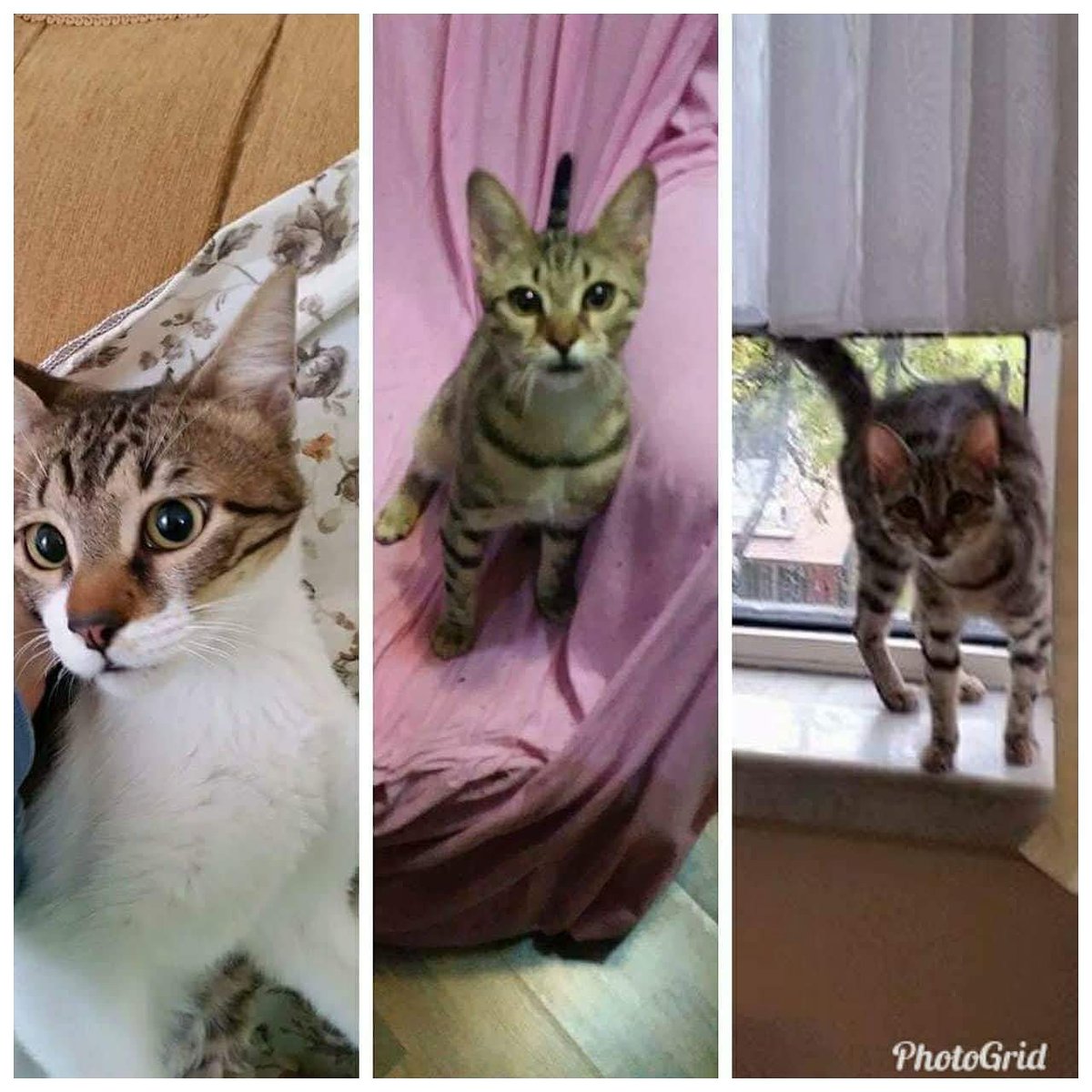 3 MASUM YAVRU İSTENMEYİP BİR BİLİNMEZLİGİN İÇİNE ATILMIŞ VE SON ANDA KURTARILMIŞ.HİÇ TERKETMEYECEK MELEKLERİNİ ARIYORUZ
ANKARA
0533 212 7969