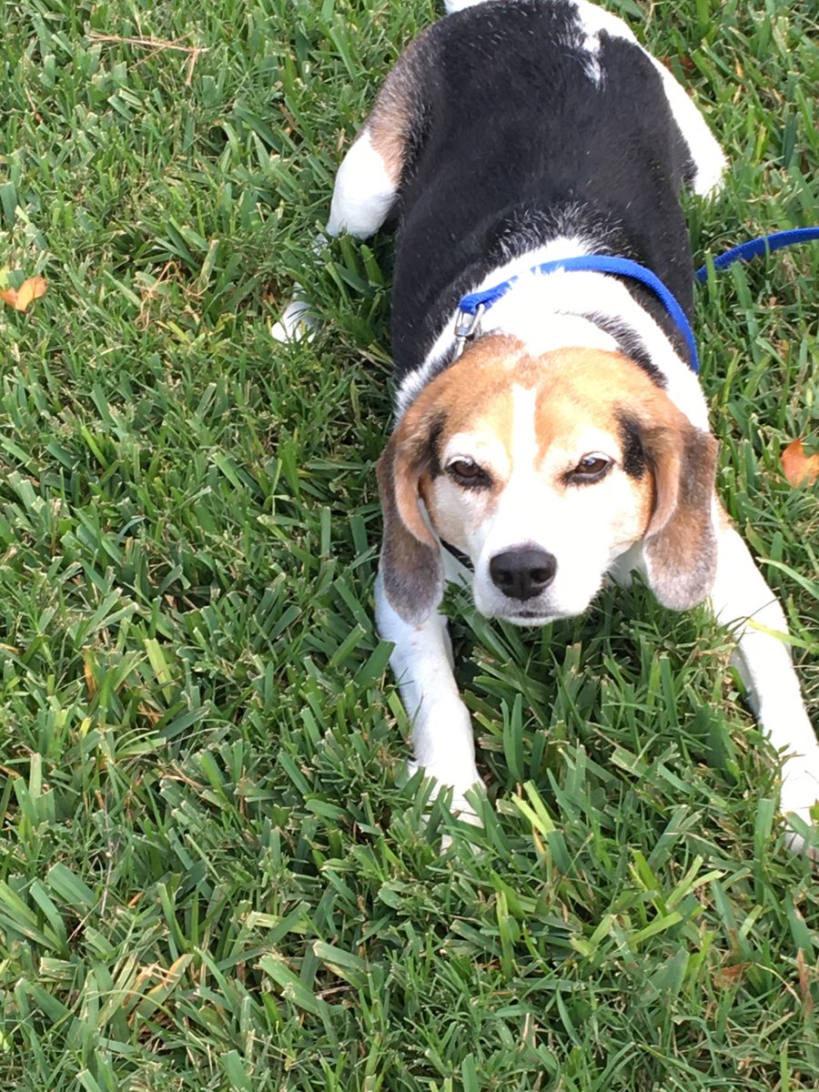 texas_beagles's tweet photo. Ride in the #Jeep sure. Help clean the Jeep not thanks. #BeagleLife https://t.co/rCxtF2yIuj