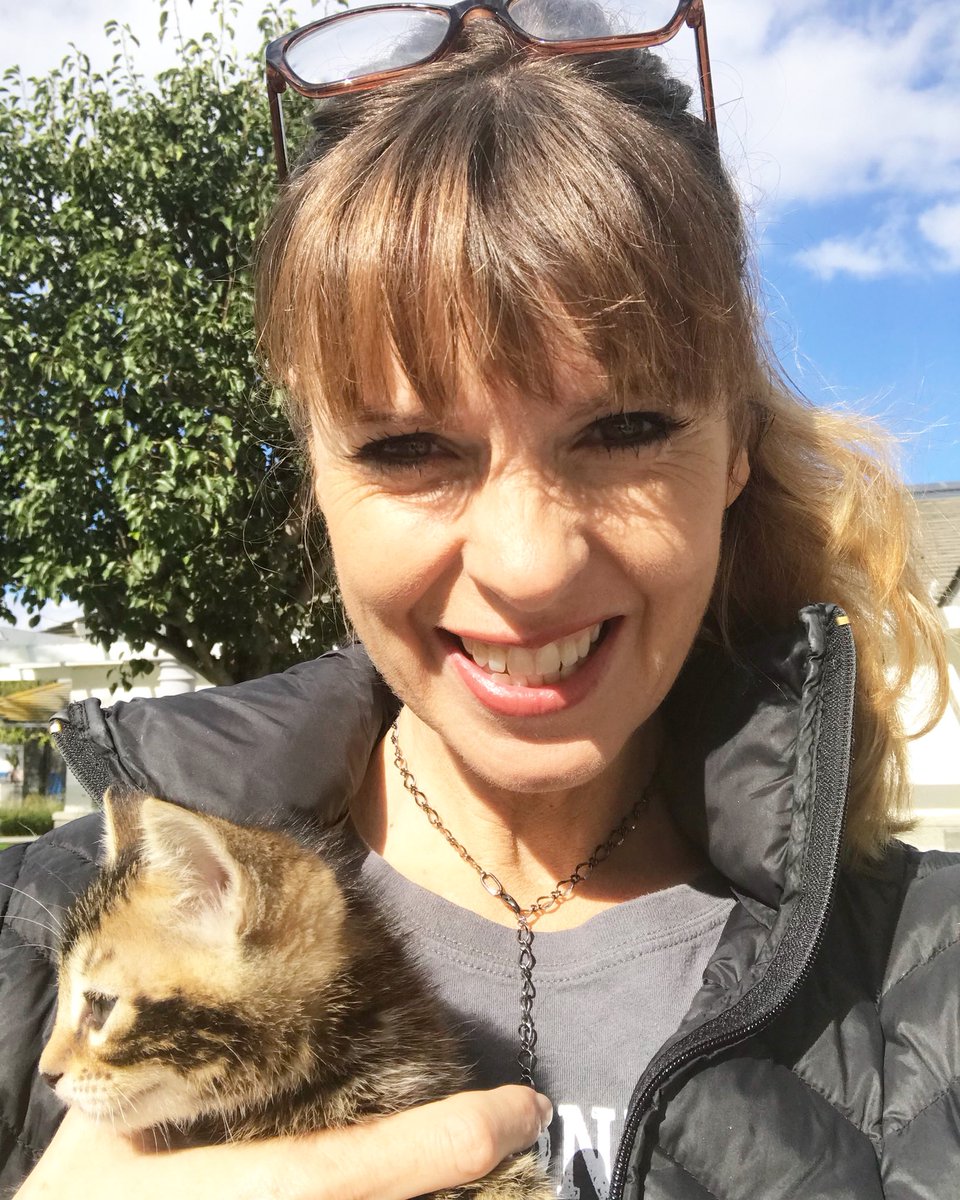 VictoriaS's tweet image. This kitten has just been relinquished to the shelter. Please consider adoption when adding to your family.