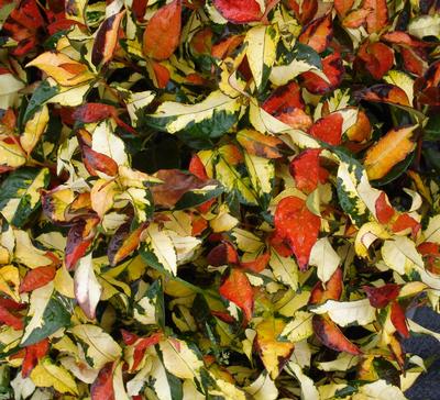 hydroprosales's tweet photo. Summer Sunset Minima jasmine, a great ground cover!  Thrives In Zone 8 to 11. We ship FREE and can save you money! https://t.co/P11tTYFgxT https://t.co/fnaW3VJoxs