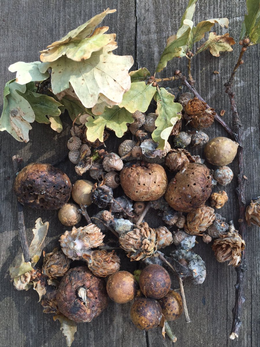 SAVEDORETREES's tweet photo. Wonderful to see the @WoodlandTrust #TreeCharter .Some of Vernon's oak galls, with lots of others, were used to make the ink. https://t.co/C77RWhKnjz