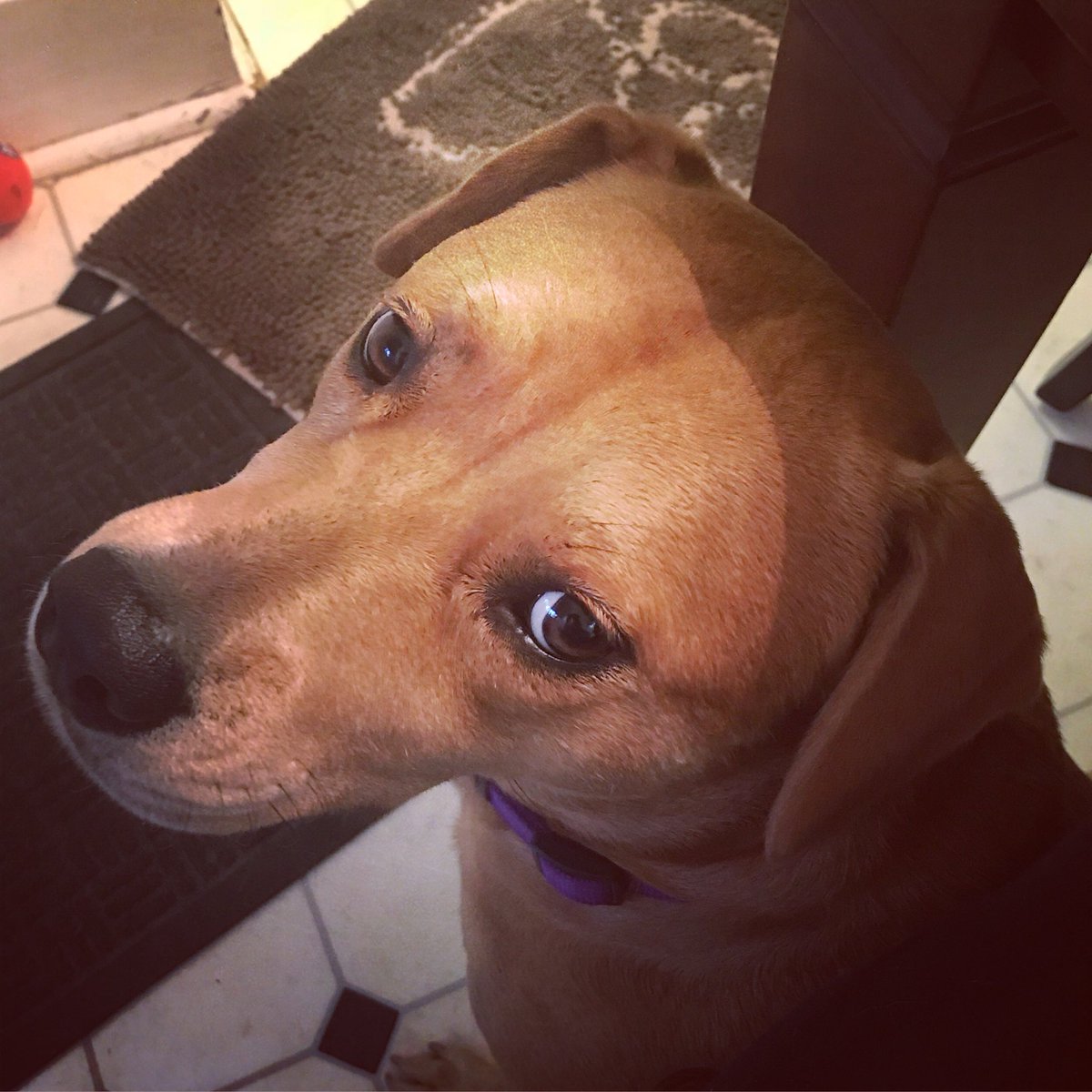 chris_bavender's tweet photo. My storm predictor #missmia #badweathercoming #myshadow #rescuesofinstgram https://t.co/NKJXCEbhJW