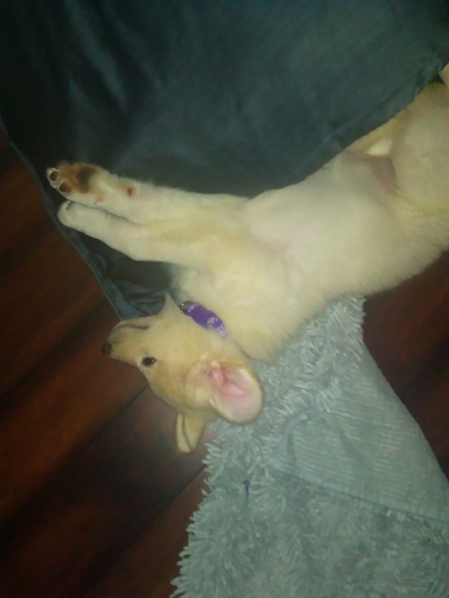 LilSuki's tweet photo. Need to... Zzzzz https://t.co/Quha5nqgFC