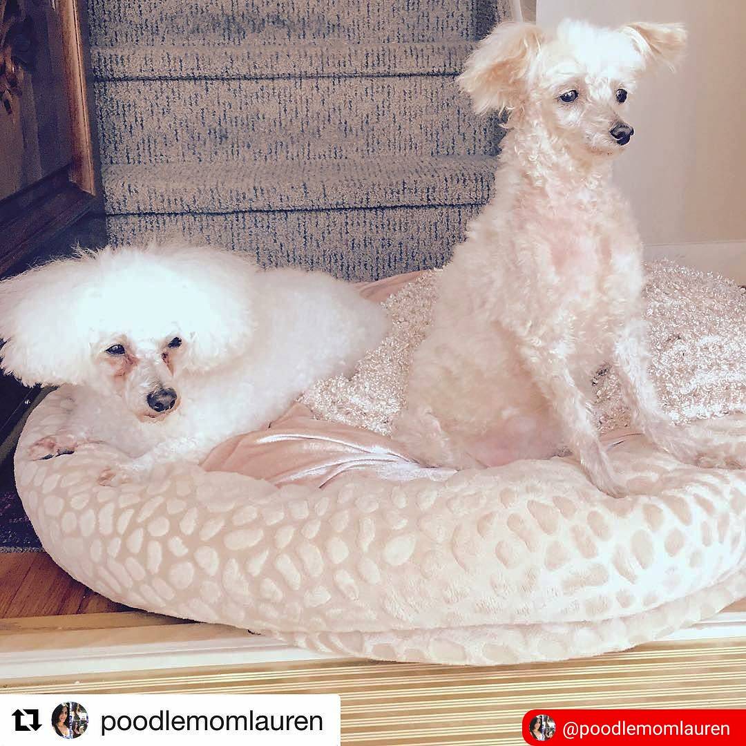 simplepetlove's tweet photo. HAPPY SUNDAY FRIENDS! What a BEAUTIFUL flashback from our dear friends @poodlemomlauren 😘🐶
#simplepetlove #petlife #featureme #petfeatures https://t.co/gfyzZwOBtn