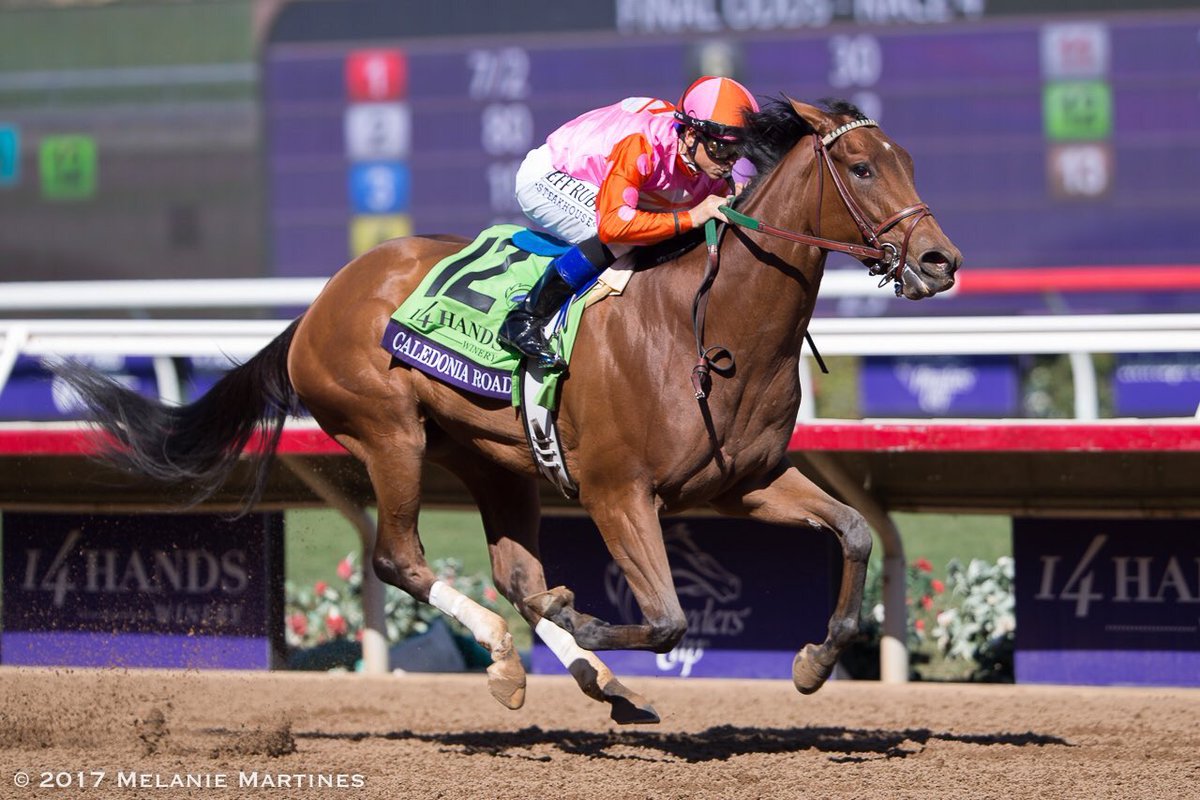 FLbred's tweet photo. Congrats to @florida_horse Breeder's Cup Winner Caledonia Road w/ Mike Smith up. Breeder: Vegso Racing Stable https://t.co/Q9iWlMthRl