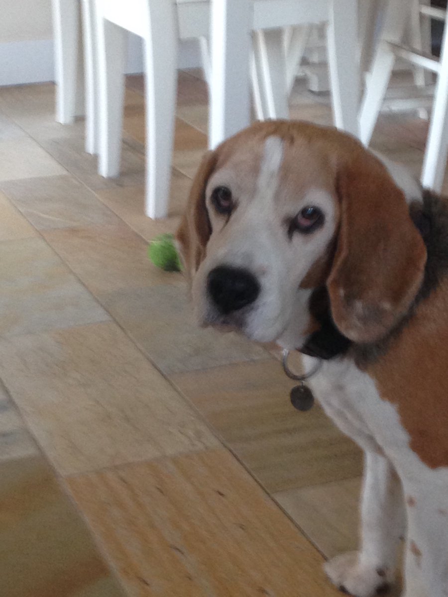 hond_is's tweet photo. Double beagle.. in the house. Monza &amp; Dek 😍 https://t.co/3jIMJV1eLj