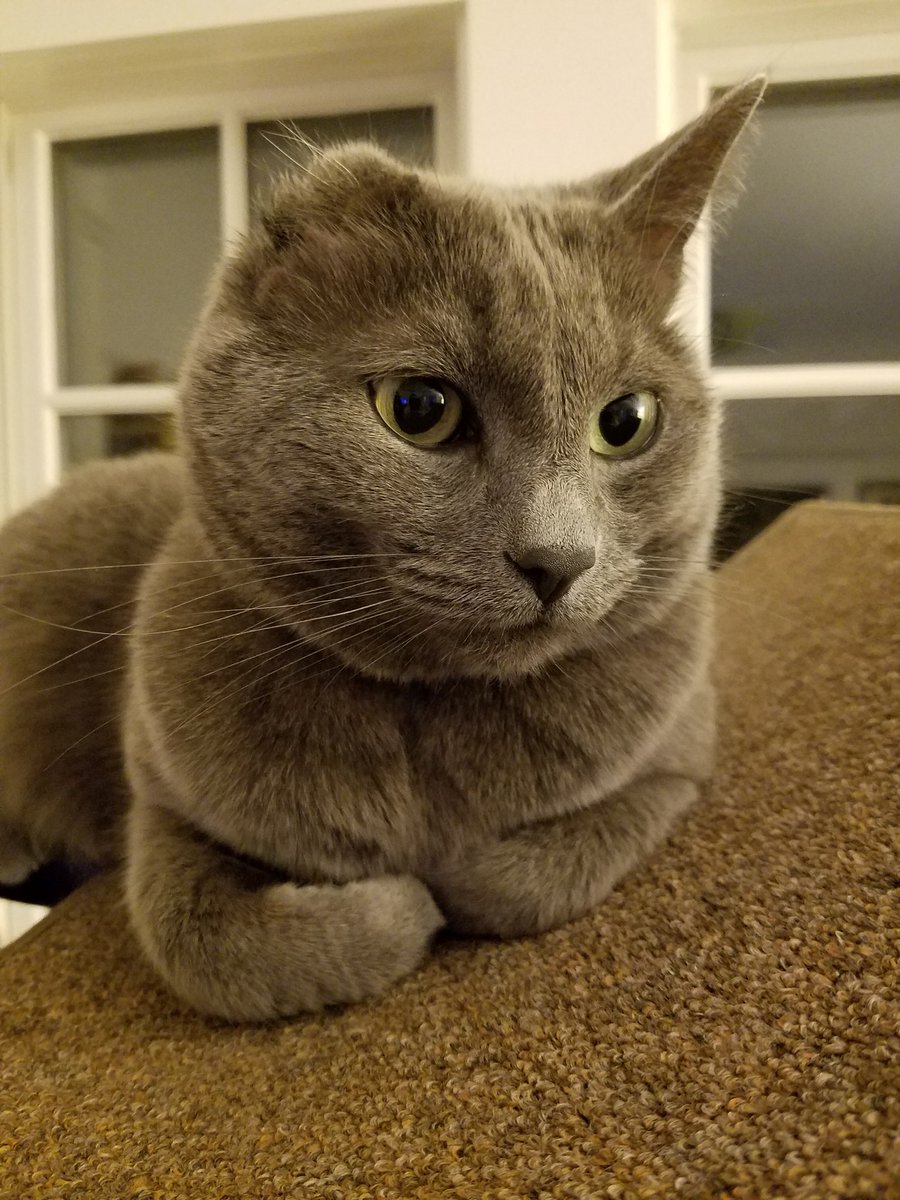 borisbluecat's tweet photo. We are sad to share with you all that our sweet Boris has passed. Thank you for all of your love and support. We loved sharing him with all of you. #rip #CatsOfTwitter https://t.co/PluVlLx6aR