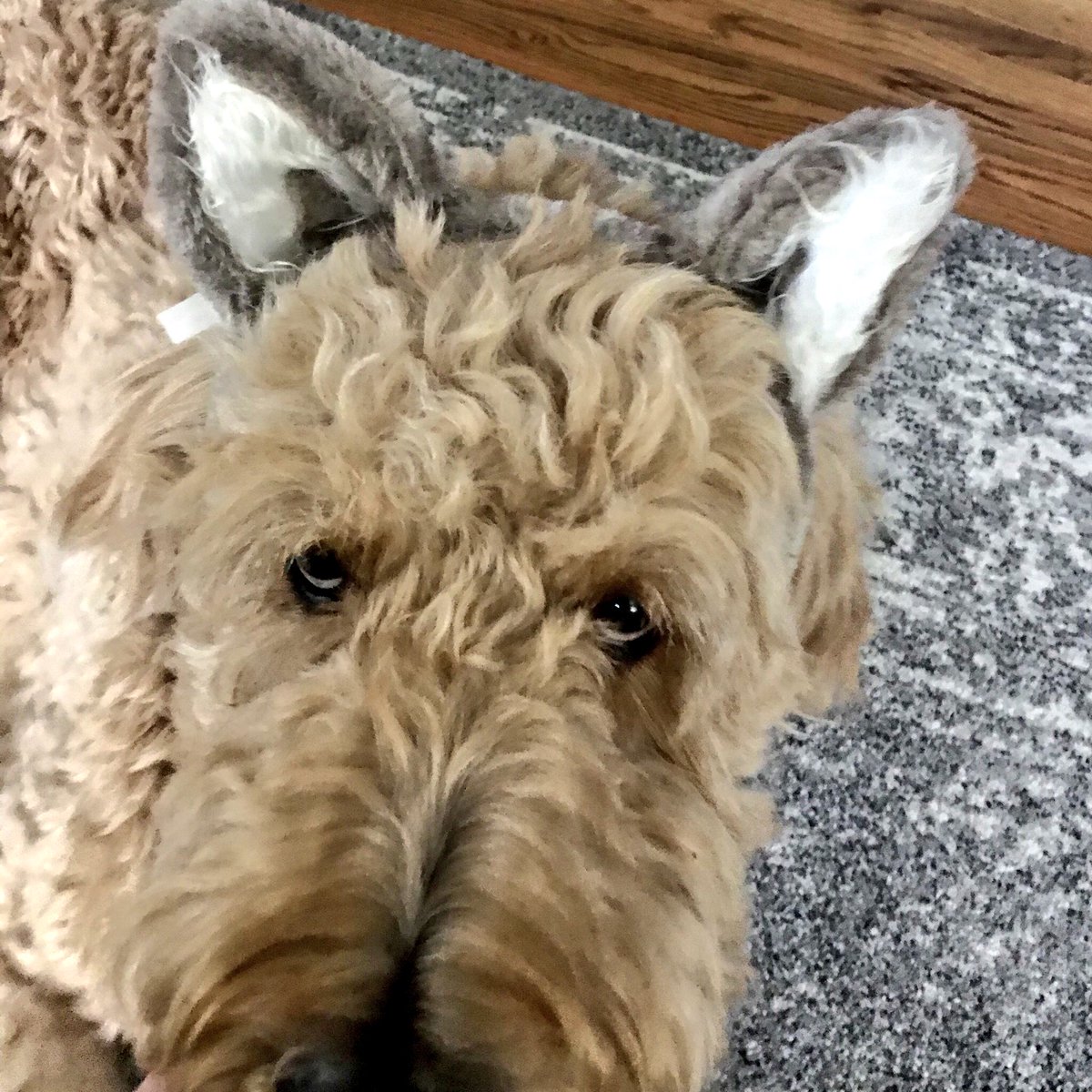 WrigleyDoodle's tweet photo. Wish I could have gone to #CMichConnections ... https://t.co/9TW5npMl5v
